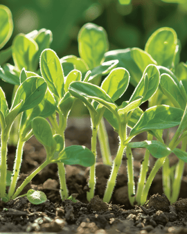 Semillas de borraja Borago Officinalis microgreens hierba anual