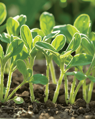 Semillas de borraja para microgreens (Borago officinalis) – microgreens anuales