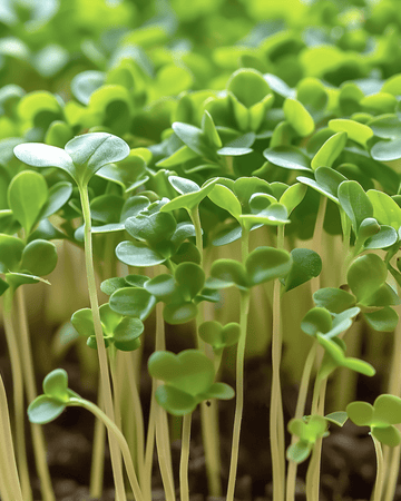 Sementes de agrião microgreens (Lepidium sativum) – microgreens anuais