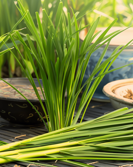 Semillas de hierba limón Cymbopogon Flexuosus hierba anual Malabar Grass