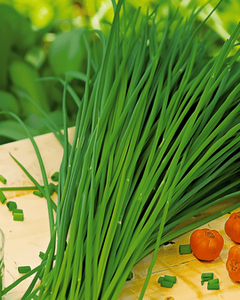 Semillas de cebollino chino Allium tuberosum hierba perenne