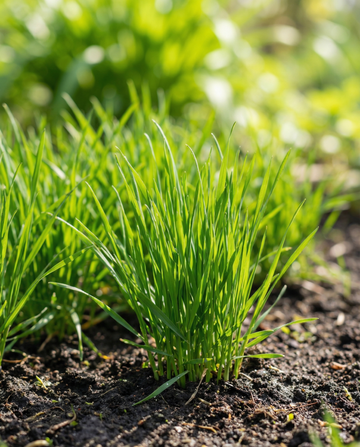 Hierba para gatos (Hordeum vulgare) – semillas de gramínea anual de SeedsChoice