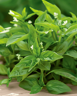 Lemon Basil Seeds Ocimum Basilicum Annual Herb Citrus Aroma
