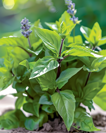 Semillas de albahaca canela hoja aromática (Ocimum basilicum) – hierba anual