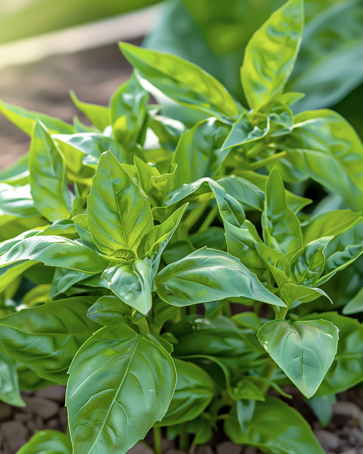 Sementes de manjericão de folha pequena (Ocimum basilicum) – erva aromática anual