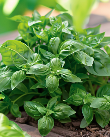 Semillas Basil Bascuro Greek (Ocimum basilicum) – planta anual