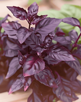 Semillas de albahaca Dark Opal Ocimum Basilicum hierba anual hoja púrpura