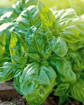 Semillas de Napolitano Basil Ocimum basilicum variedad anual Lettuce Leaved