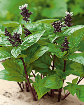 Sementes de manjericão tailandês Ocimum Basilicum erva anual