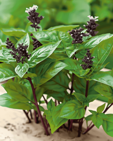 Semillas de albahaca tailandesa (Ocimum basilicum) – hierba anual