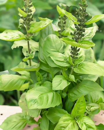 Sementes de Blue Spice Basil (Ocimum basilicum) – erva aromática anual