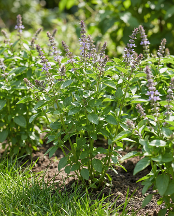 Blue Spice Basil (Ocimum basilicum) – sementes de erva aromática anual da SeedsChoice
