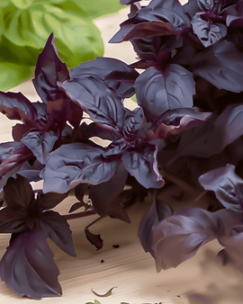 Semillas de albahaca Purple Ruffles Ocimum basilicum hierba anual