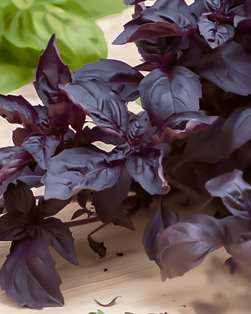 Sementes de manjericão Purple Ruffles (Ocimum basilicum) – erva anual