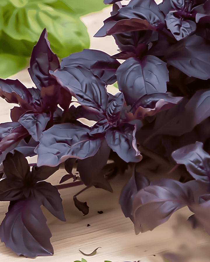 Semillas de albahaca Purple Ruffles (Ocimum basilicum) – hierba anual
