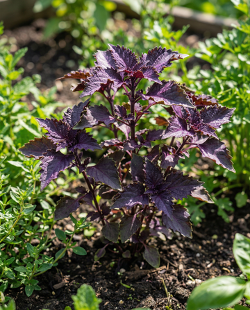 Sementes de manjericão Purple Ruffles (Ocimum basilicum) – erva anual de SeedsChoice