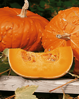 Pumpkin Golden Hubbard Seeds Cucurbita Maxima Annual Variety