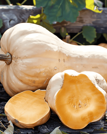 Semillas de calabaza Waltham Butternut (Cucurbita moschata) – vegetal anual