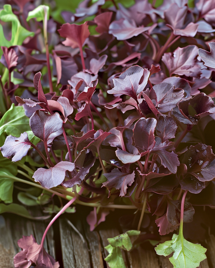 Sementes de mostarda Red Frills microverdes (Brassica juncea) – microverdes anuais