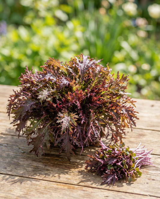 Mostarda Red Frills Microverdes (Brassica juncea) – sementes anuais de microverdes da SeedsChoice
