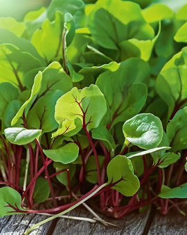 Semillas de acedera de venas rojas Rumex sanguineus microverdes hierba anual