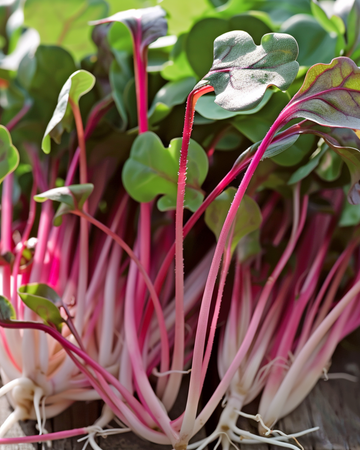 Sementes de rabanete Daikon Red para microverdes (Raphanus sativus) – microverdes anuais