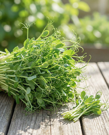 Brotes de guisante para microgreens (Pisum sativum) – semillas anuales de microgreens de SeedsChoice