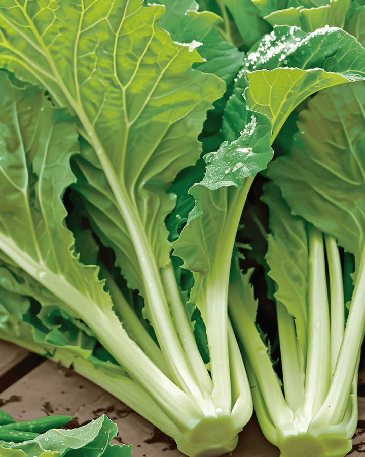 Sementes de Amsoi (Brassica juncea) – hortaliça anual