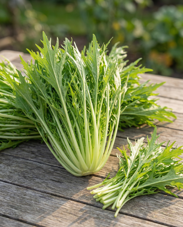 Mizuna (Brassica rapa) – semillas de verdura de SeedsChoice