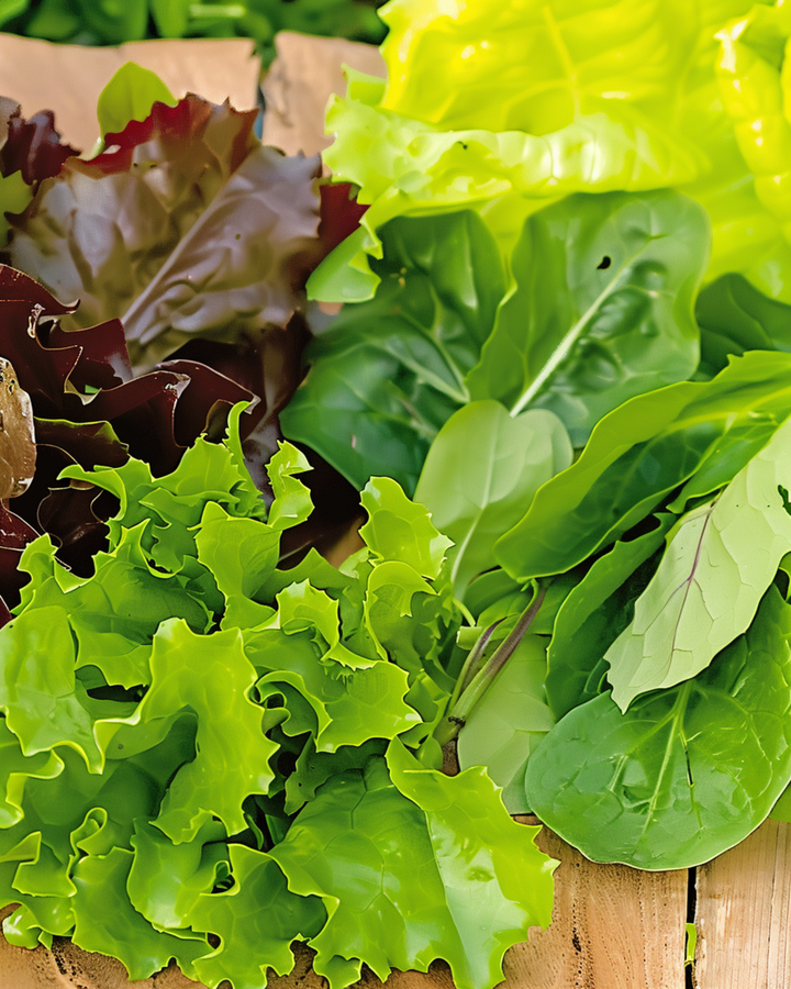 Sementes Baby Leaf Salad Oriental (Lactuca sativa) – mistura anual