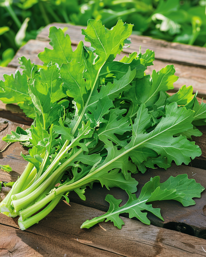 Sementes de chicória Spadona (Cichorium intybus) – vegetal anual