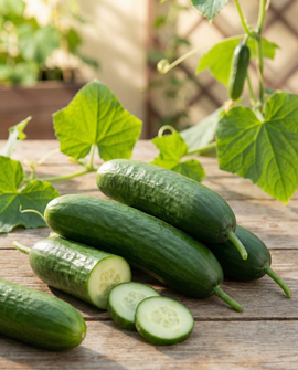Semillas de pepino snack Kalimero F1 Cucumis Sativus variedad anual