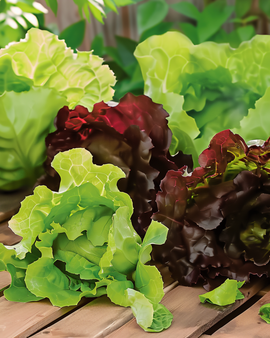 Semillas de lechuga romana Lactuca sativa anual Mix Red Green Mini Romaine
