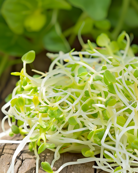 Sementes de Alfafa para Germinar Biológicas Medicago Sativa Anual Microgreens