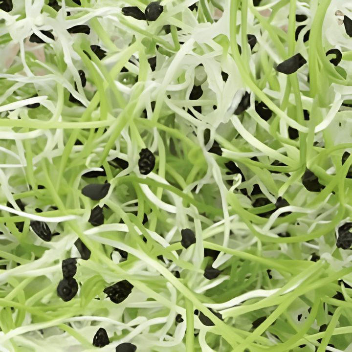 Semillas de puerro germinado (Allium porrum) – semillas ecológicas anuales para germinación