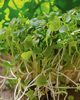Semillas de brócoli germinado orgánico Brassica oleracea, variedad anual