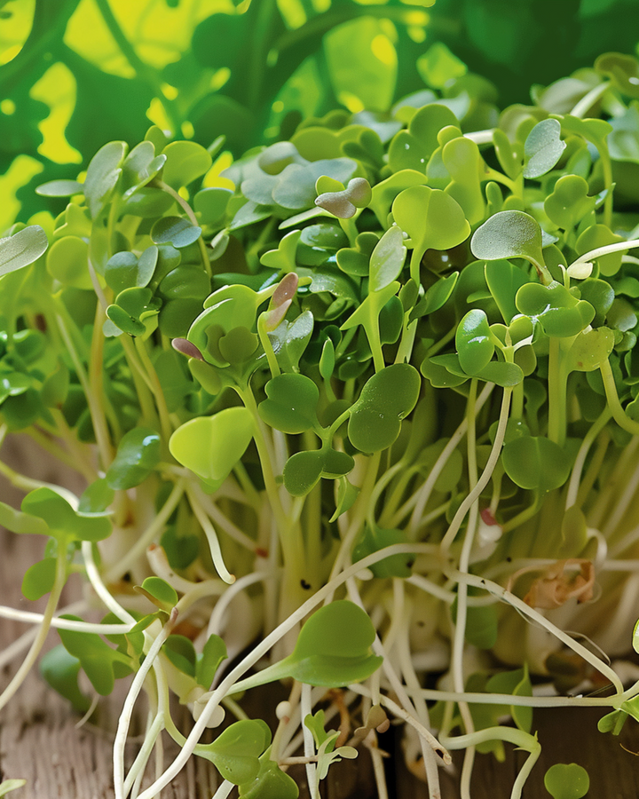 Sementes de brócolos Sprouting (Brassica oleracea) – sementes anuais de rebentos biológicos