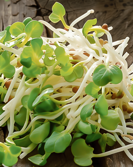 Semillas ecológicas anuales de germinados de daikon Raphanus Sativus