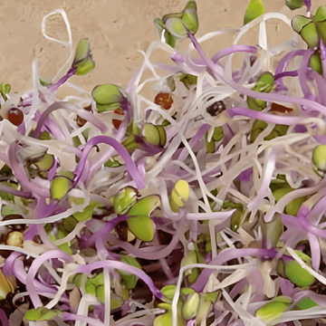 Sementes de germinação de couve-rábano roxo (Brassica oleracea) – sementes de germinação biológicas anuais