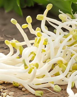 Sementes de Feijão-mungo para Germinação Biológico Vigna Radiata Anual