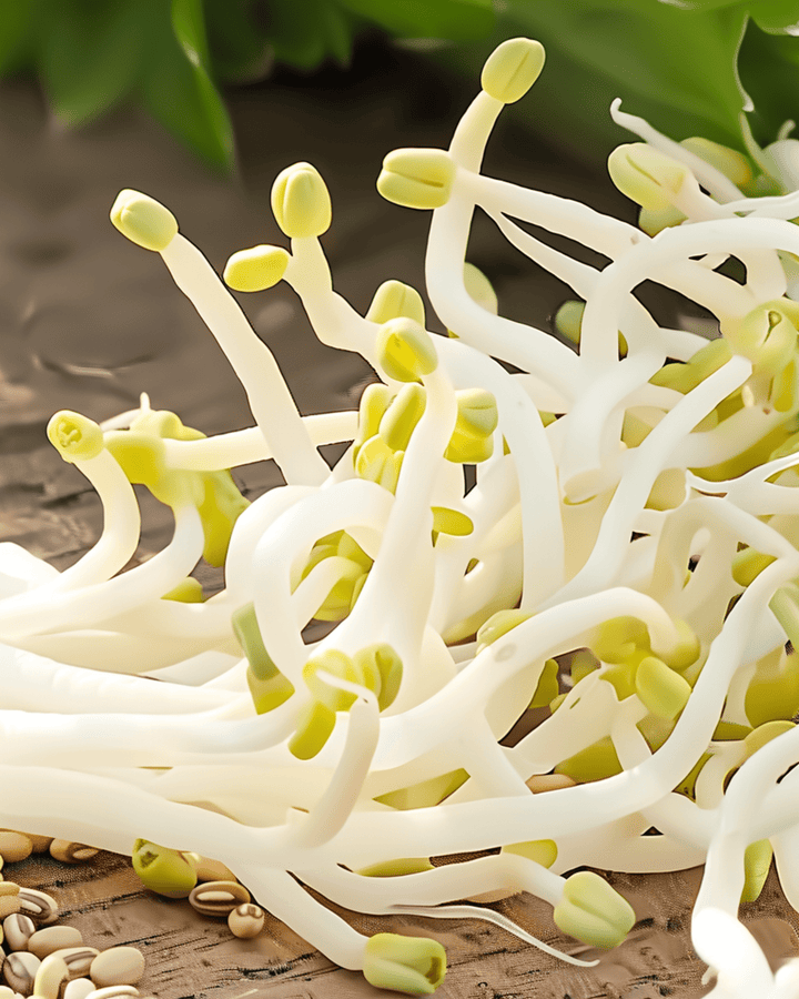 Semillas para germinar de mungo (Vigna radiata) – semillas para germinar anuales orgánicas