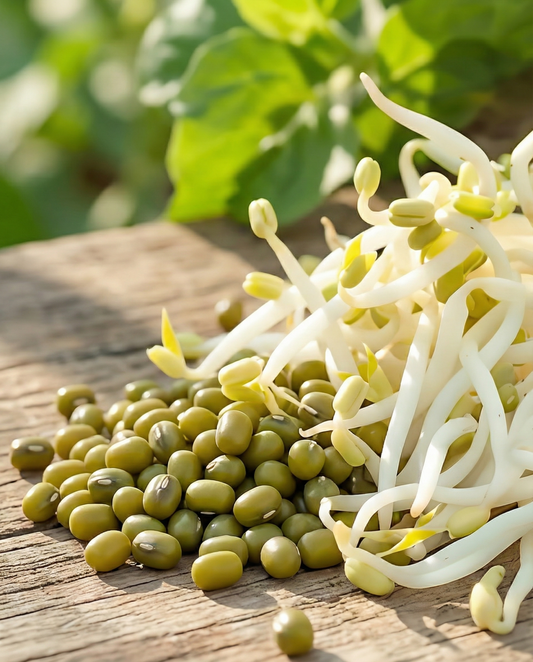Judía mungo para germinar (Vigna radiata) – semillas ecológicas anuales para germinar de SeedsChoice