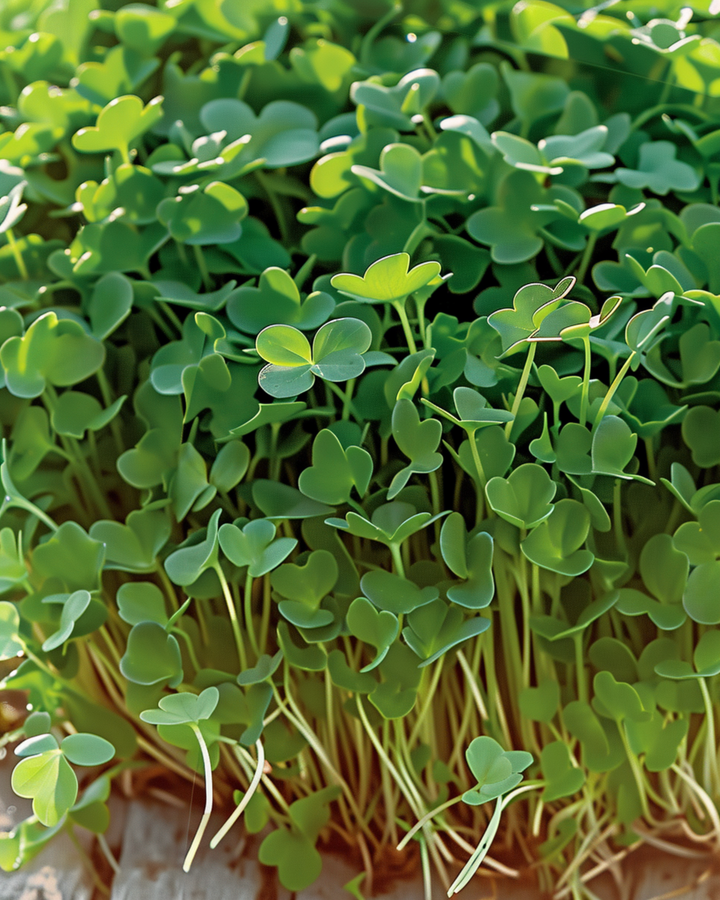 Sementes de agrião para germinar (Lepidium sativum) – sementes biológicas anuais