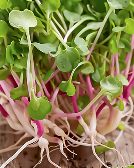 Semillas de rábano China Rose ecológicas (Raphanus sativus), variedad anual para germinación