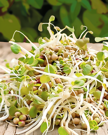 Semillas de mezcla para ensalada germinada (Lactuca sativa) – semillas orgánicas anuales para germinar