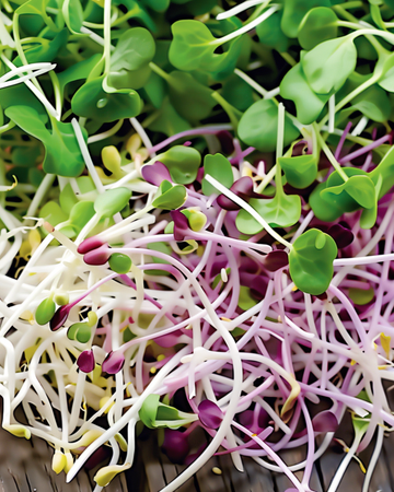 Semillas de mezcla picante para germinados (Lactuca sativa) – semillas orgánicas anuales para germinar