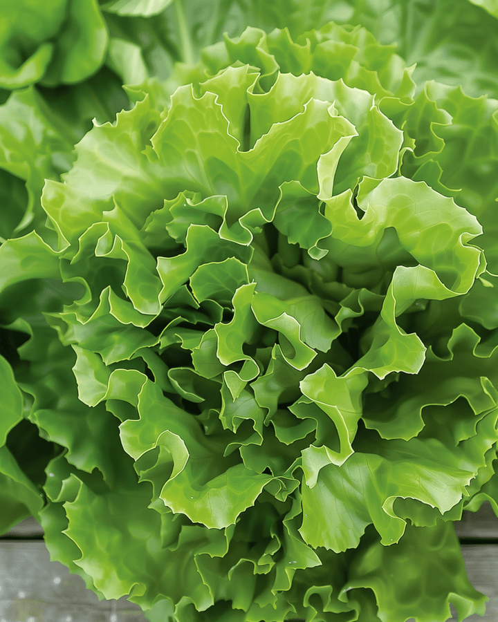 Sementes de endívia Batavian Green 2 (Cichorium endivia) – vegetal anual