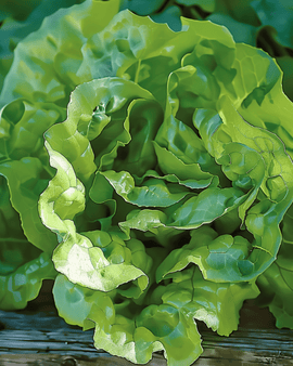 Sementes de Alface Milan Lactuca Sativa Anual Variedade Peletizada