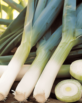 Semillas de puerro Farinto Allium Porrum pildoradas variedad anual de invierno