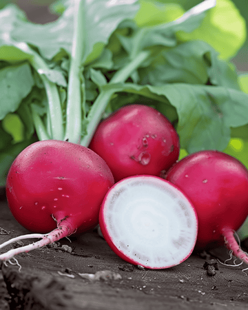 Sementes de rabanete Saxa 2 Pelleted (Raphanus sativus) – hortaliça anual